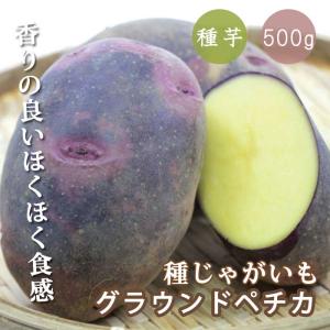 種 じゃがいも グラウンドペチカ ５００ｇ （デストロイヤー）