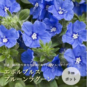 花苗 エボルブルス ブルーラグーン 9ｃｍポット ガーデニング お庭作り 豪華 苗 花 宿根草 ハクサン PW｜hananoyamato-online