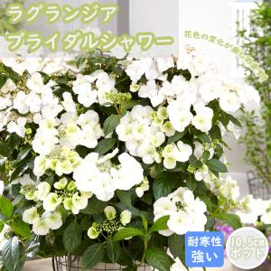 オタフクアジサイ現品A 　オマケ付 オタフクアジサイ現品A オマケ付 オタフクアジサイ現品A オマケ付