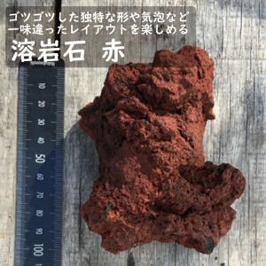 【 石材 】 溶岩石 赤 1個 苔テラリウム 盆栽 テラリウム アクアリウム 人気 苔玉 園芸 庭園 インテリア ロックガーデン 通気性 天然石 苔盆栽 山野草