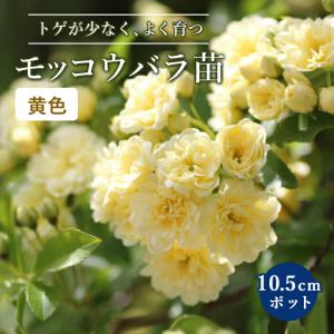 モッコウバラ 苗木 黄 八重咲き 黄色 10.5cmポット ガーデニング 園芸 つるバラ 生育旺盛 育てやすい 木香薔薇 バラ バラ苗 薔薇 roseの商品画像