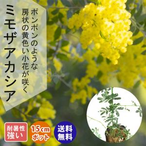 観葉植物 花苗：アカシア テレサ*5号【花芽未確認】 : 遊恵盆栽 Yahoo