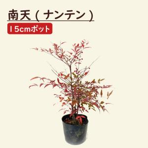 ナンテン 苗木 南天 大苗 15ｃｍポット 苗 ガーデニング 園芸 庭木