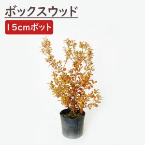 タイサンボク・リトルジェム 3.5号 : 日本ライン花木センターYahoo