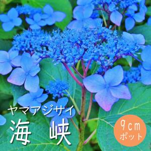 ヤマアジサイ 苗 酔湖姫 山野草 : やまおか碧山苑ヤフー店 - 通販