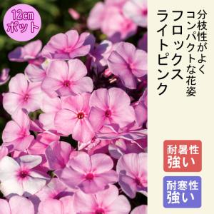 宿根ガーデンガーベラ ガルビネア マジェスティック ライトピンク 3号