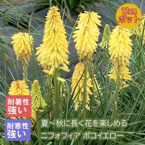 トリトマ 苗 トーチリリー１苗〜250円くらい トリトマ 苗 トーチリリー1苗〜250円くらい