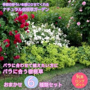 クリスマスローズ苗 開花見込大株 ダブルホワイトブロッチ 杉山交配