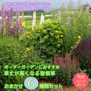宿根草 苗 セット 9cmロングポット 草丈の低い 6品種 見計らい