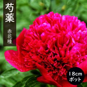 芍薬（シャクヤク／ピオニー） ピンクハワイアンコーラルの苗 : 植物