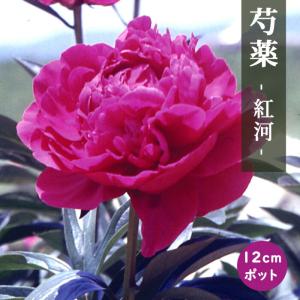 香る巨大輪芍薬 サラベルナール 6号スリット鉢植え : 苗木部 花ひろば