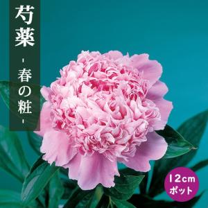 【10月下旬より発送・早割】 芍薬 苗 春の粧 ...の商品画像