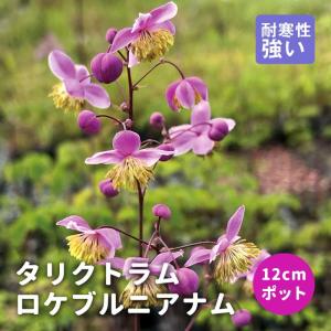 オオデマリ ジェミニ 5号ポット苗 咲き分け品種 : 苗木部 花ひろば