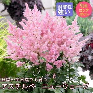 宿根草 苗 アスチルベ ニューウェーブ 9ｃｍロングポット 日陰 半日陰 シェード ガーデン しゅっこんそう 多年草