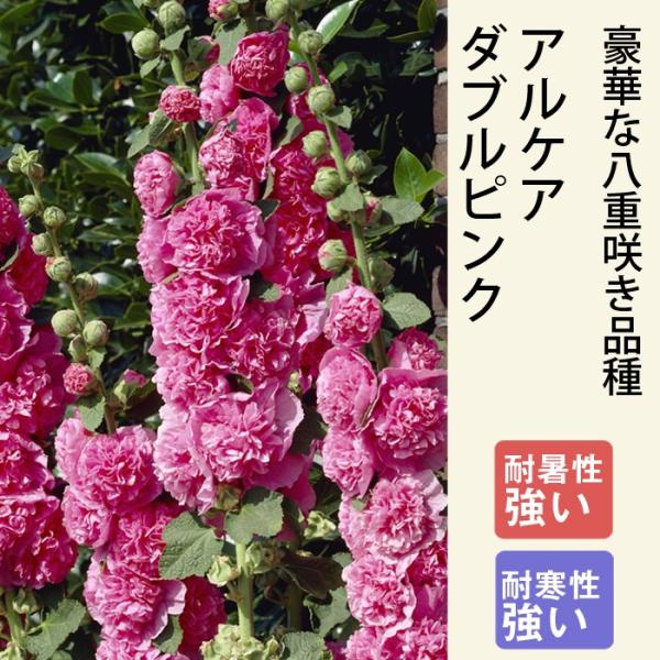 【予約・早割】宿根草 苗 アルケア ダブルピンク 9ｃｍロングポット タチアオイ 草丈の高い ボーダ...