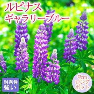 宿根草 苗 ルピナス ギャラリーブルー 9ｃｍロングポット のぼりふじ しゅっこんそう 多年草 ペレニアル