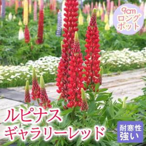 宿根草 苗 ルピナス ギャラリーレッド9cmロン...の商品画像