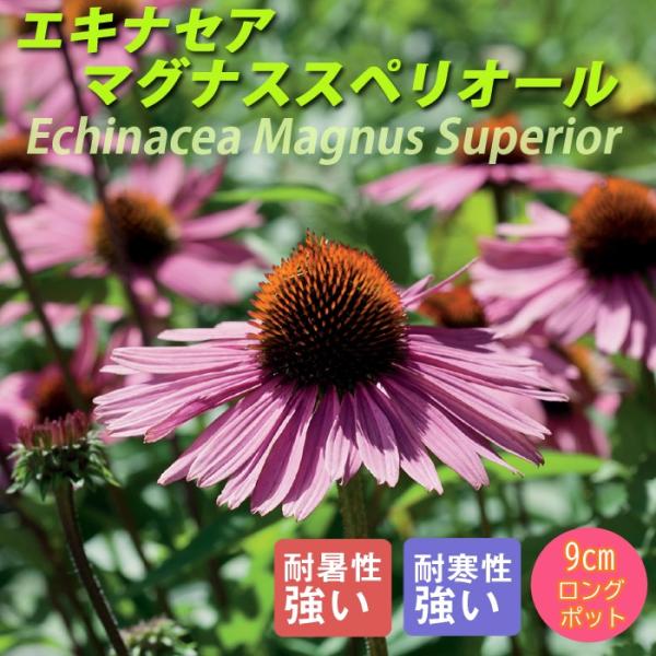 宿根草 苗 エキナセア マグナススペリオール 9ｃｍロングポット 草丈の高い しゅっこんそう 多年草...