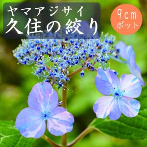 フェイジョア パイナップルジェム 1株 果樹苗 国華園 : 花と緑 国華園