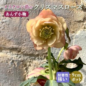 ダブルファンタジー 八重咲きクリスマスローズ 3号ポット 苗 予約販売