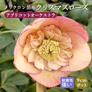 クリスマスローズ 八重咲きアプリコット系ダブル 9cmポット苗 松村