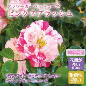 【10月上旬より発送・早割】フラワーカーペットローズ ピンクスプラッシュ バラ 苗 ローズ 10.5ｃｍ 育てやすい 病気に強い グランドカバー バラ苗 薔薇