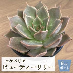 多肉植物 エケベリア ビューティーリリー 9cm ポット echeveria プレミアム サキュレント beauty lily 多年草 多肉 植物 たにく 苗 育てやすい 可愛い｜hananoyamato-online