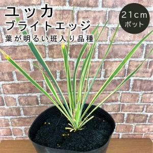 ユッカ　　ペンデュラ ユッカ ペンデュラ 樹高約80cm ロックガーデン ドライガーデン 生産者