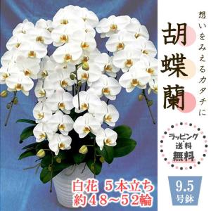 コチョウラン 胡蝶蘭 白 花 【５本立て 約48〜52輪 （50輪前後）】 9.5号鉢 ラッピング無料 誕生日 開店祝い 人事異動の商品画像