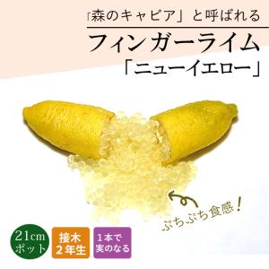 フィンガー ライム 苗 【フィンガーライム バイロンサンライズ】 2年生