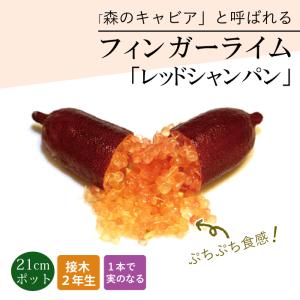 ペカンナッツ ケープフェア 3年生接木 8号ポット苗 爆買いweek : 苗木
