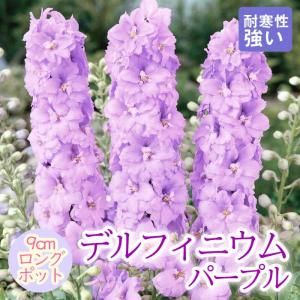 山野草・高山植物の苗 白山千鳥（ハクサンチドリ） : 植物・園芸専門店