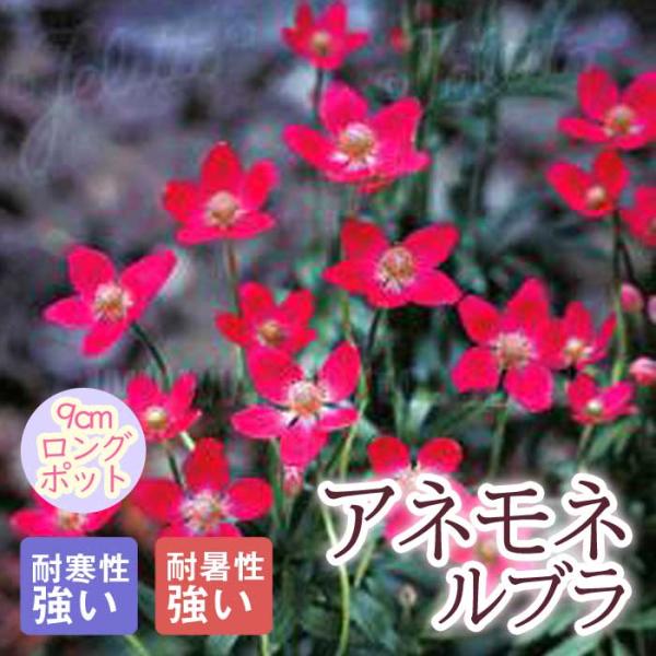 宿根草 苗 アネモネ ルブラ 9ｃｍロングポット しゅっこんそう 多年草 ペレニアル