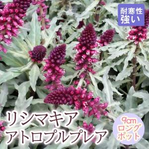 ミツバシモツケ・ピンクプロフュージョンの苗 : 植物・園芸専門店 花育