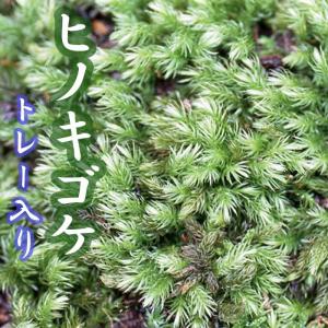 ハイゴケ 這苔 1トレー トレーサイズ300mm×450mm コケリウム 盆栽 植え