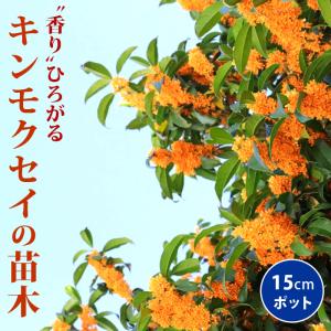 四季咲きキンモクセイ（四季咲き金木犀） 5寸ポット植え 苗 苗木