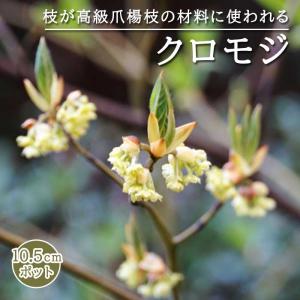 クロモジ ( 黒文字 ) 苗 10.5cmポット 高級爪楊枝 落葉低木 庭木 苗木 観葉植物 アロマ 山野草｜hananoyamato-online