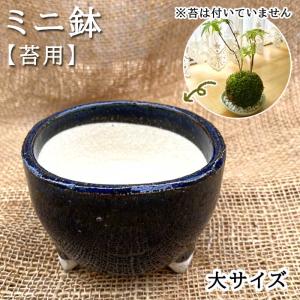 盆栽小鉢：真山（まざん）楕円鉢 13.7cm 【現品】 : 遊恵盆栽 Yahoo!店