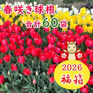 チューリップ三昧 球根 100球セット いろんな高性種のチューリップ5〜6