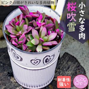 多肉植物 yukエケベリア 白くま 優木園さんの苗 命名株 送料無料