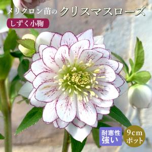 ミヨシのクリスマスローズ しずく小鞠 八重咲き・中小輪 ハイエンド