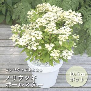 ジャバラ 苗木 4.5号鉢 柑橘 果樹苗 庭木 邪払 花粉症 260414 : お花処