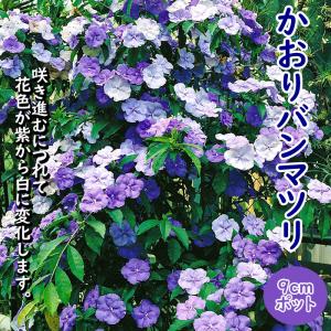 ジャスミン 大輪八重咲きマツリカ プリンセスローズ （4寸鉢植え