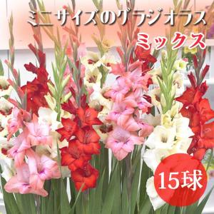 グラジオラス 球根 春植え 草丈の低いグラジオラス【 ミニ サイズ ミックス】15球 徳用 gladiolus コンパクト 花の大和