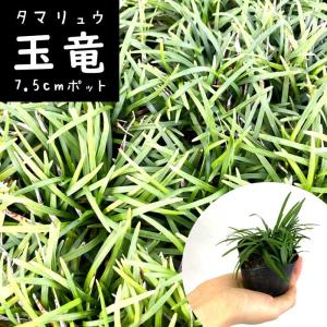 タマリュウ 玉竜 7.5cm ジャノヒゲ リュウノヒゲ グランドカバー 耐寒性 耐暑性 常緑 常緑多年草 花の大和