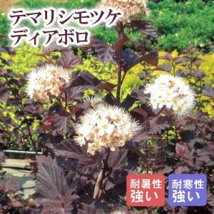 多肉植物：ハオルチア ピリフェラ錦*S 幅5cm : 遊恵盆栽 Yahoo!店