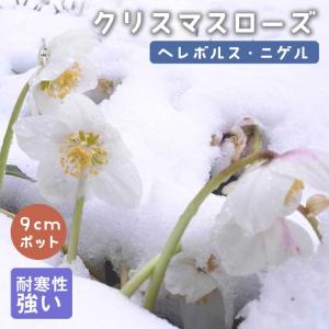 クリスマスローズ 苗 花一重咲きグリーン系シングル 9cmポット 松村