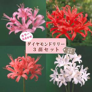 ネリネ ダイヤモンドリリー 球根 100球 苗 ネリネ ダイヤモンドリリー 球根 100球 苗 ネリネ♡ダイヤモンドリリー
