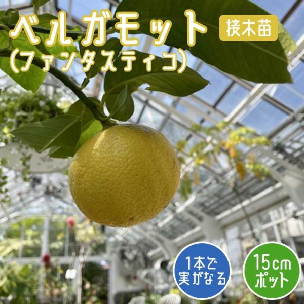 柑橘 苗木 ベルガモット ( ファンタスティコ ) 15cmポット 接木 苗 自家結実性 柑橘 果樹...