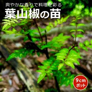 葉山椒 苗 9cmロングポット ぶどう山椒  ハーブ 芳香 さんしょう 山椒 サンショウ 木の芽 ハジカミ｜花の大和 ヤフー店